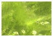 Algae Green to Clear Blue